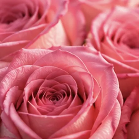 Ramo de rosas rosadas de botón grande