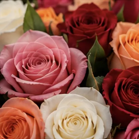 Surtido de rosas en varios colores